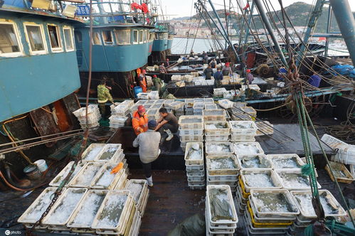 山东青岛 中秋临近渔业捕捞进入产销旺季 渔港码头一片繁忙